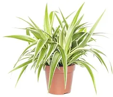 Corofitam Spider Plant 12345-thumb1