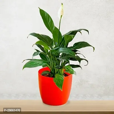 Corofitam Peace Lily Plant PEACE LILY FLOWER PLANT-P6-thumb0