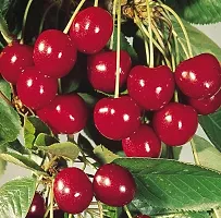 Corofitam Cherry Fruit Plant 1-thumb1