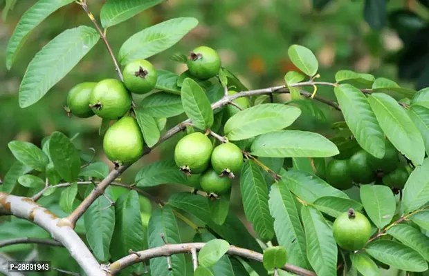 Corofitam Guava Plant GUAVA PLANT AAHH78-thumb3