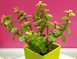 Corofitam Jade Plant Shift_Jade_Plant-thumb2