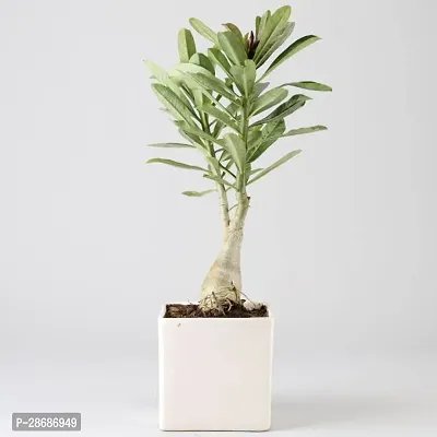 Corofitam Adenium Plant ART-FUL-CREATURE-63-thumb0