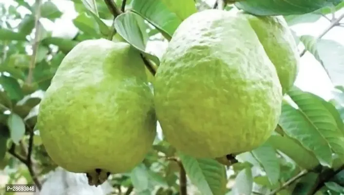 Corofitam Guava Plant Guava Plant ( Colombia Guava Amrud Plant )