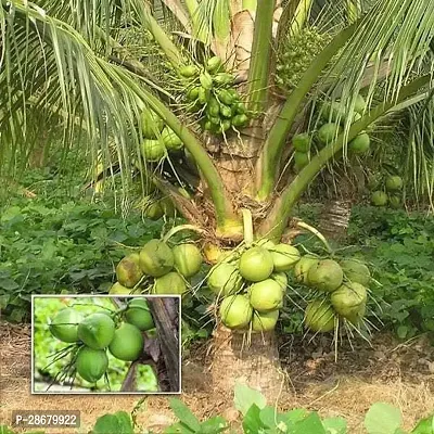 Coconut Plant-thumb2