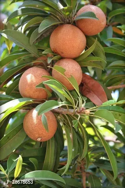 Corofitam Chiku Plant Live Fruit Plant Manilkara Zapota,Sapodilla, Sapota, chikoo, Chico, Naseberry, or Nispero Sapota Chikoo SapotaChikoo Healthy (Thailand Variety) for Home and Outdoor Garden.V01