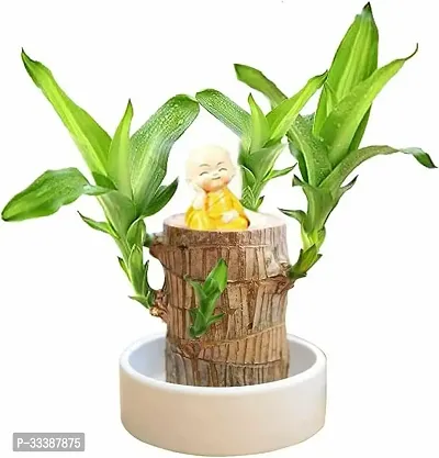 Lucky Brazilian Wood Plant Lucky Wood Good Luck Live Plant Lucky Brazil Wood Potted Plant (1 wood Without Pot) Lucky Wood Good Luck Live Plant Lucky Brazil Wood