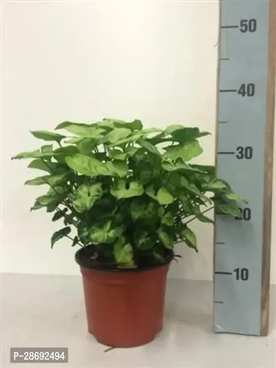 Corofitam Syngonium Plant FKDR76-thumb0