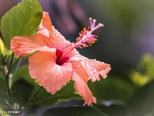 Corofitam_Hibiscus Plant_One Healthy Plant In a Plastic Bag_YPDl-S108