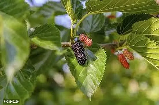 Corofitam Berry Plant MULBERRY PLANT GHJ-thumb2