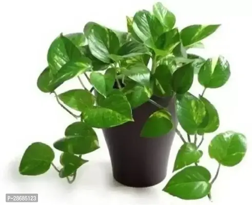 Corofitam Money Plant MONEY 1205-thumb0