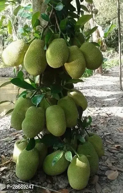 Corofitam Jack Fruit Plant Ent-Live -Plants - 284-thumb0