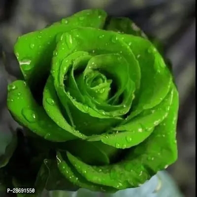 Corofitam Rose Plant Green Rose Plant 01.-thumb0