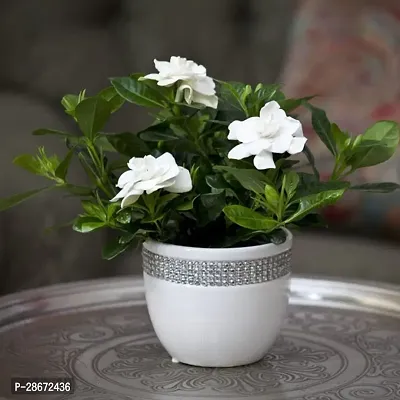 Corofitam Jasmine Plant HVLIVE_740-thumb0