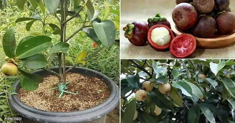 Mangosteen Plant-thumb0