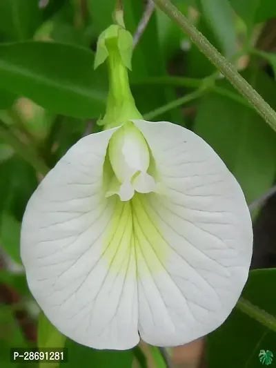 Corofitam Aparajita Butterfly Pea Plant Aparajita Butterfly Pea PlantBIJP 37-thumb0