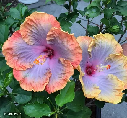 Hibiscus Gudhal Flower Plant-thumb0