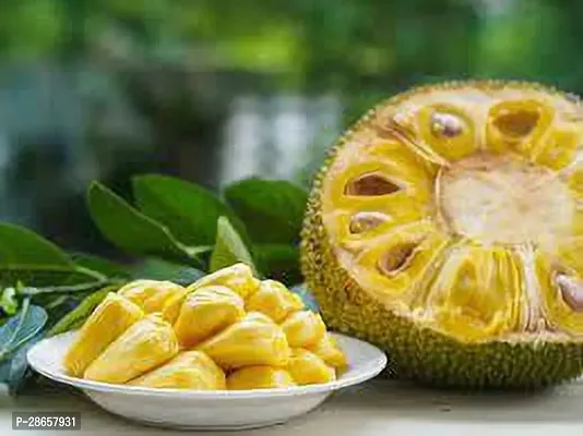 Corofitam Jack Fruit Plant Kun Wi Chan Jackfruit-thumb3