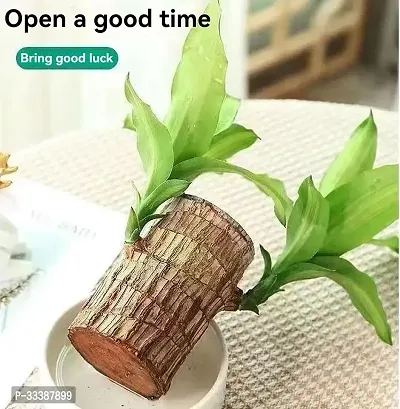 (PACK OF 1) Brazilian Lucky Bamboo Live Plant Good Luck Plant Lucky Brazil Wood Plant Healthy Indoor Feng Shui Plant (without Pot)-thumb2