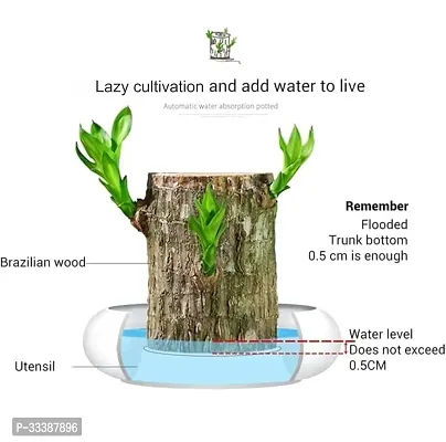 Brazilian Wood plant, Lucky Brazil Wood Potted Plant, Draceana Warneckii Rooted Indoor Plant Stem(without Pot)-thumb2