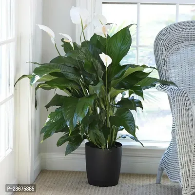 Corofitam Peace Lily Plant Live Peace Lily Plant with Nursery pot-thumb0