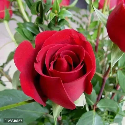 Corofitam Rose Plant R43 - Red Rose plant-thumb0