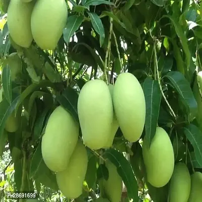 Corofitam Mango Plant Thai Katiman Mango Grafted Hybrid Live Plant- 2 Ft. Height( Pack of 1 )..-thumb0