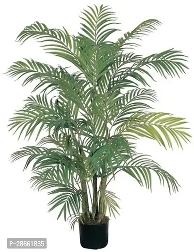 Corofitam Areca Palm Areca Palm Plant A31-thumb0