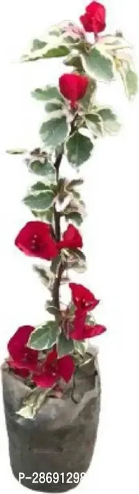 Corofitam Baugainvillea Plant Baugainvillea Plant-14-thumb0