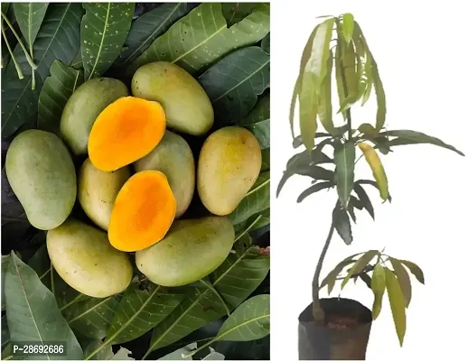 Corofitam Mango Plant Amrapali Sweet Grafted Mango Plant Height 2Ft - 2.6Ft (pack of 1)