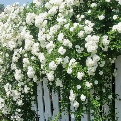 Corofitam Rose Plant Creeper White Rose plant CZV81-thumb0