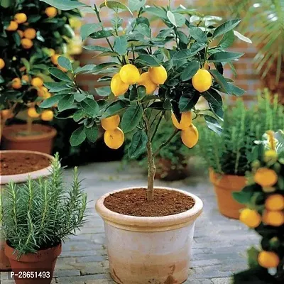 Corofitam Lemon Plant kfudh hgfjhj-thumb2