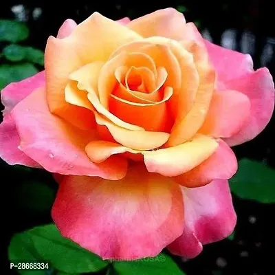 Corofitam Rose Plant Amber Aura Dutch Rose Plant-thumb0