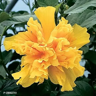 Corofitam Hibiscus Plant HibiscusYellow Double Gudhal Flower Plant-thumb0