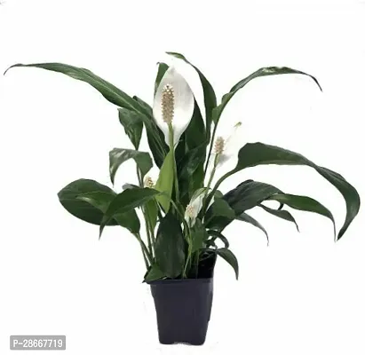 Corofitam Peace Lily Plant PLT-198-thumb0