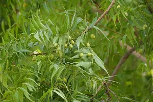 Corofitam Neem Plant Neem Plant-thumb1