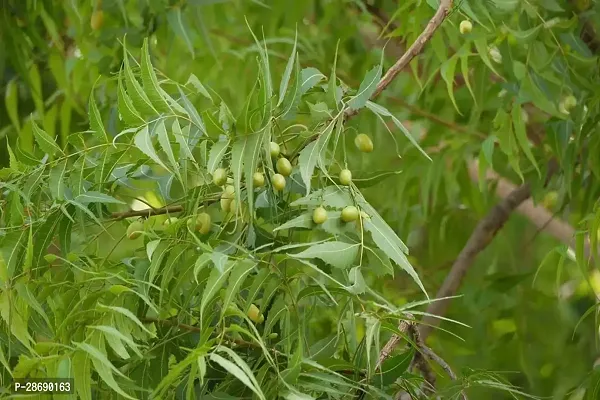 Corofitam Neem Plant Neem Plant-thumb2