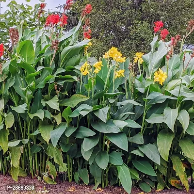 Corofitam Canna Lily Plant Yellow canna lily plant-14-thumb0