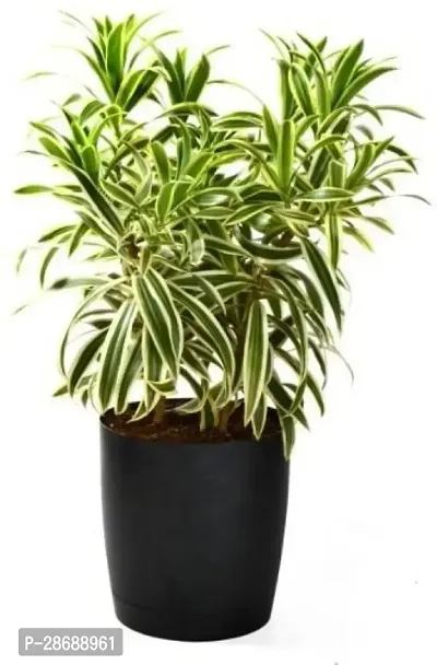 Corofitam Dracaena Plant Dracaena Cinnabari Song of India plant,Good Luck Special Plant-thumb0