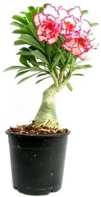 Corofitam Adenium Plant Adenium-thumb1