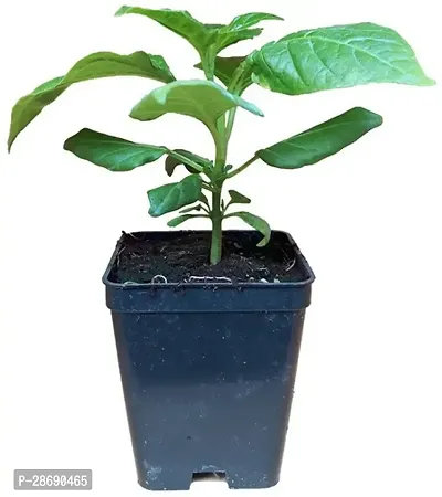 Corofitam Black Pepper Plant White Chilli_Plants-thumb0