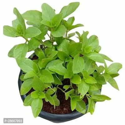 Corofitam Tulsi Plant GFGH180-thumb0