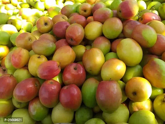 Corofitam Ber Apple Plant Rare Sundari Apple Ber Thailand variety fruit Jujube Fruit GraftingLive Plant-thumb3