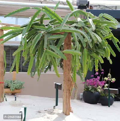 Corofitam Dragon Tree DR-15-thumb0