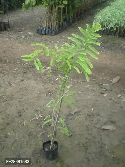 Amla Plant-thumb0