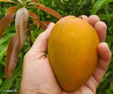 Corofitam Mango Plant Sindhri Hybrid Mango PlantIG570-thumb0