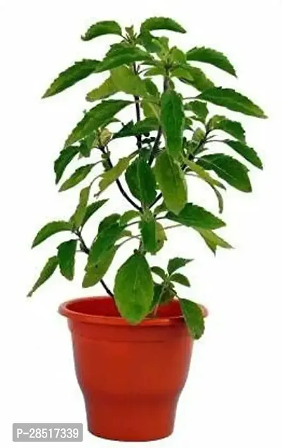 Natural Long Live Home Decor Plant and Planter-thumb0