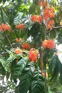 Corofitam Ashok Plant ashok tree9-thumb1