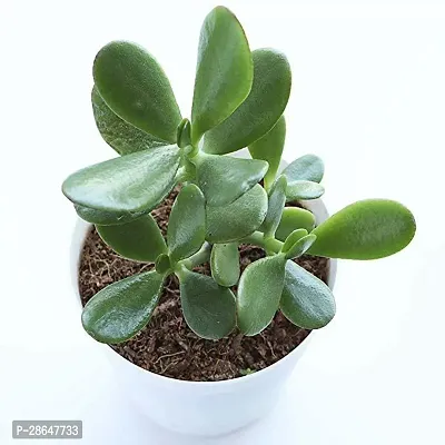 Corofitam LAXMI SASYA CRASSULA PLANT sec99-thumb0