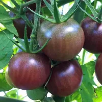 Corofitam Tomato Plant tomato plant 5049-thumb2