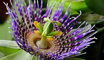 Corofitam Passion Plant Passion Flower Plant -a01-thumb2